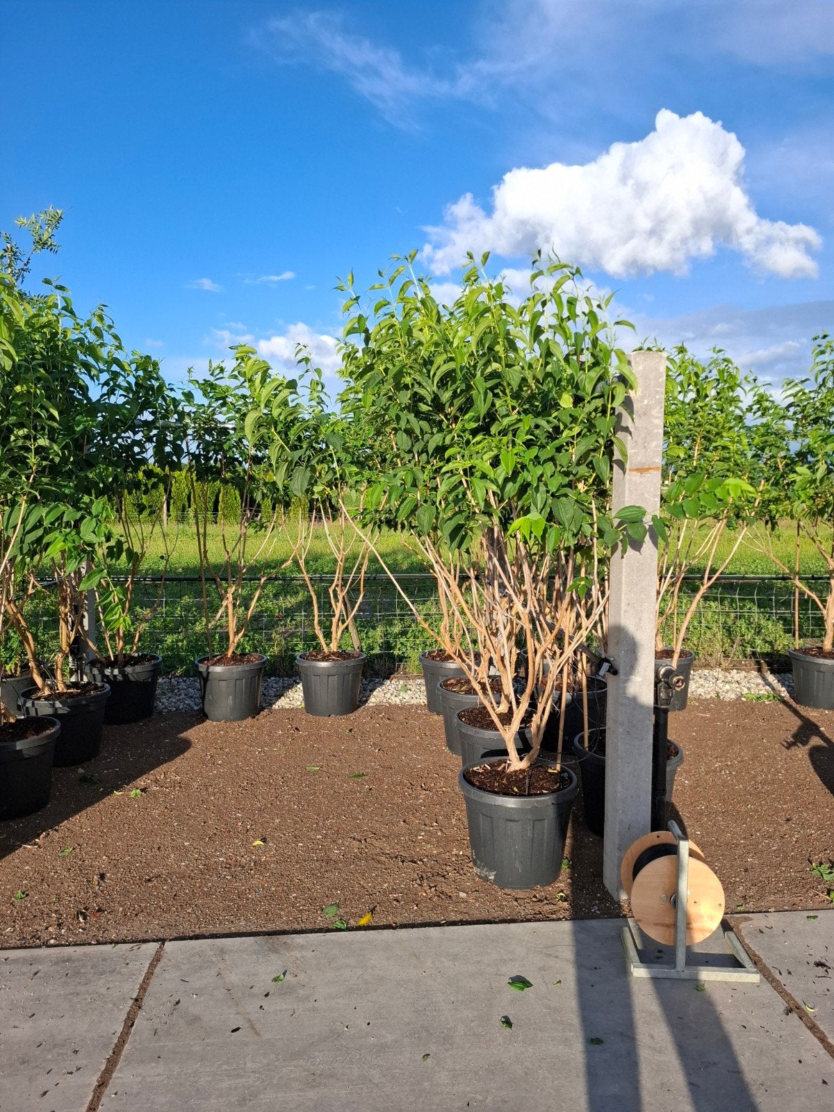 zevenzonenboom heptacodium miconioides meerstammige, Overige soorten, Zomer, Ophalen, Volle zon
