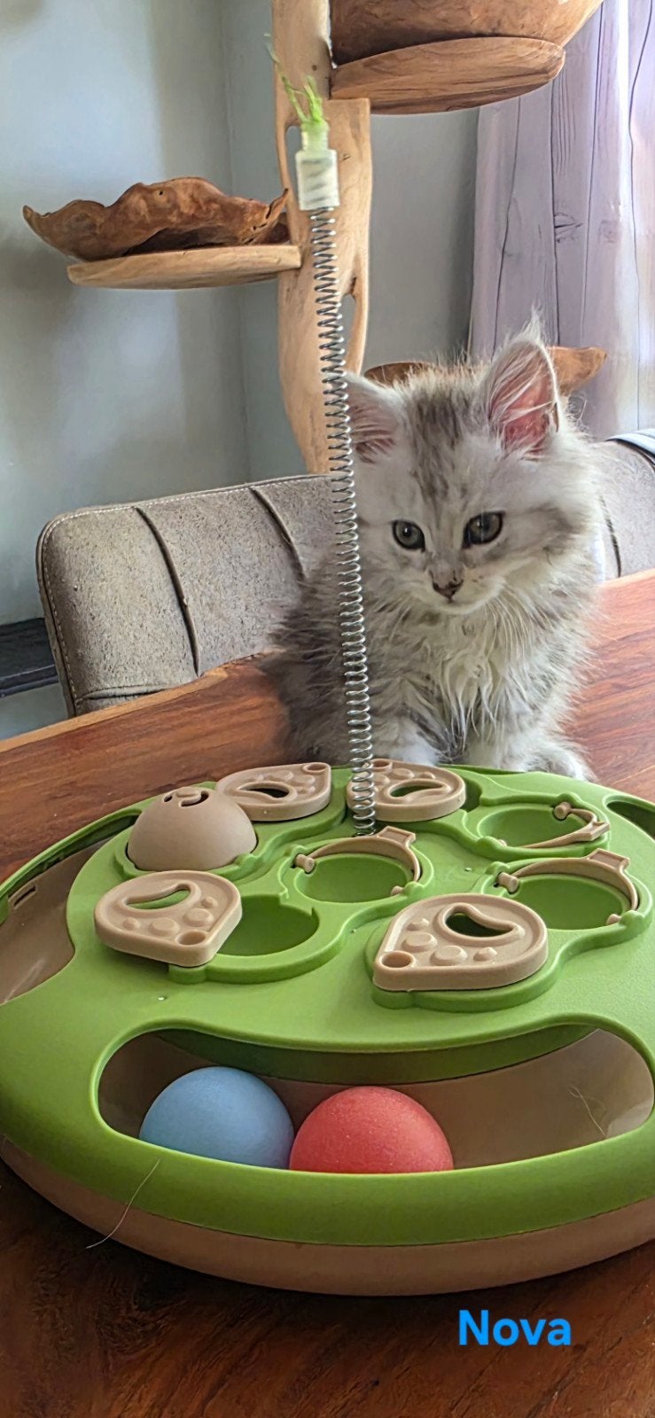 Maine Coon kittens met stamboom, chip, ouders getest, Meerdere dieren, Met stamboom, 0 tot 2 jaar