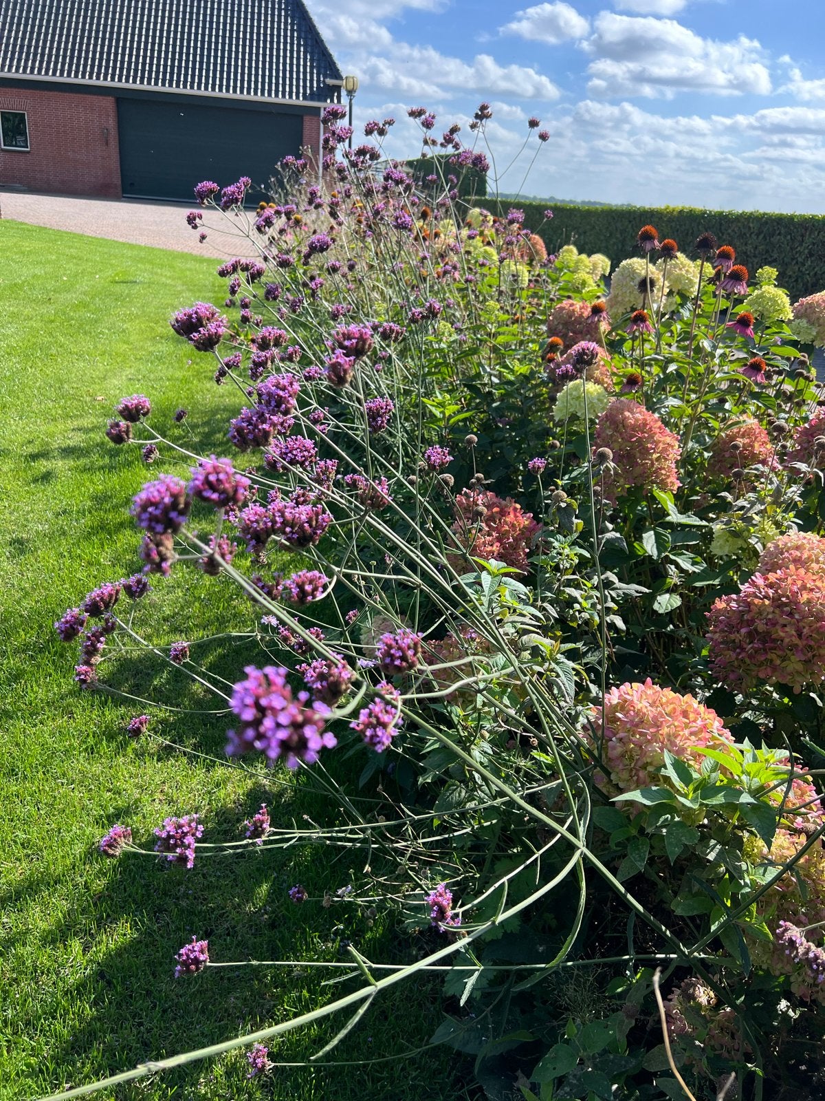 IJzerhard planten voor een kleurrijke tuin, Volle zon, Vaste plant, Zomer, Ophalen