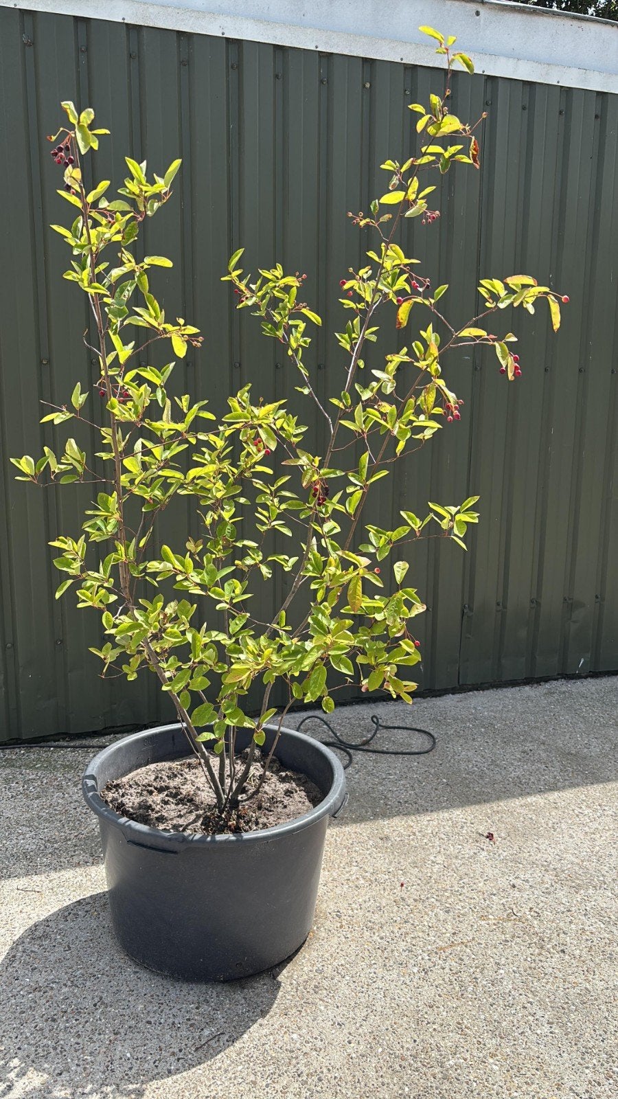 Krentenboompje/Amelachier lamarkii, Tuin en Terras, Ophalen of Verzenden, Volle zon, Overige soorten, 100 tot 250 cm