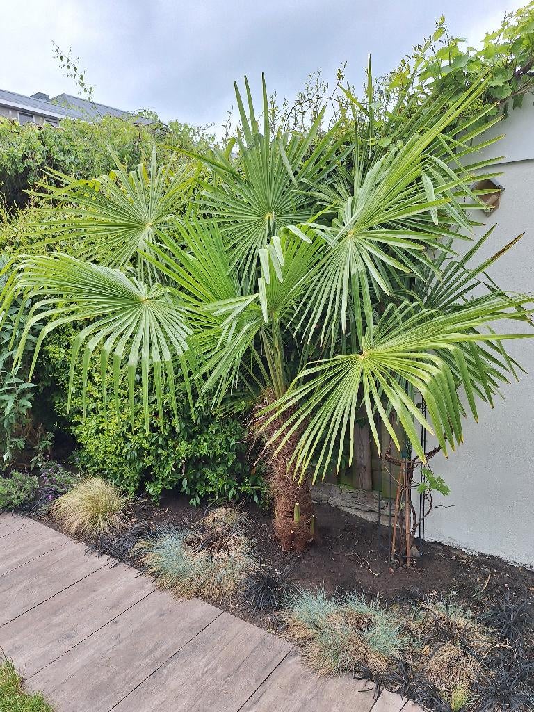 Grote Trachycarpus fortunei (Chinese waaierpalm), Tuin en Terras, Planten | Bomen, 100 tot 250 cm, Zomer, Palmboom, Ophalen