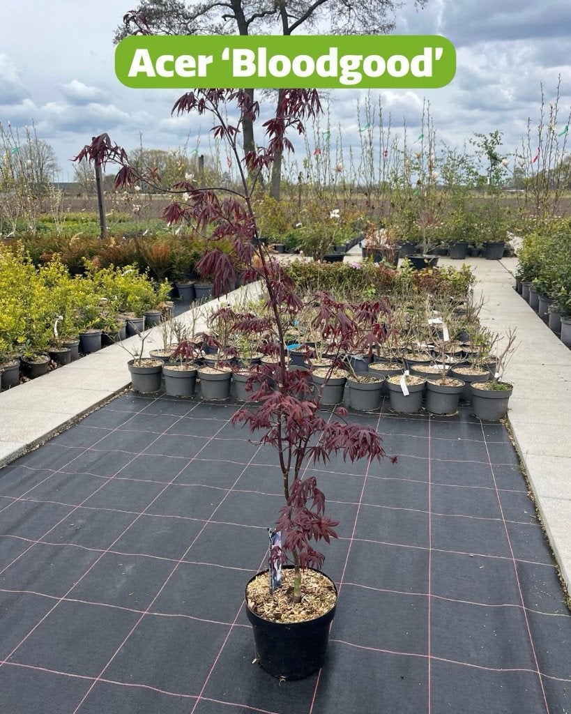 Acer palmatum ‘Bloodgood’, Ophalen, Bloeit niet, Halfschaduw, Overige soorten