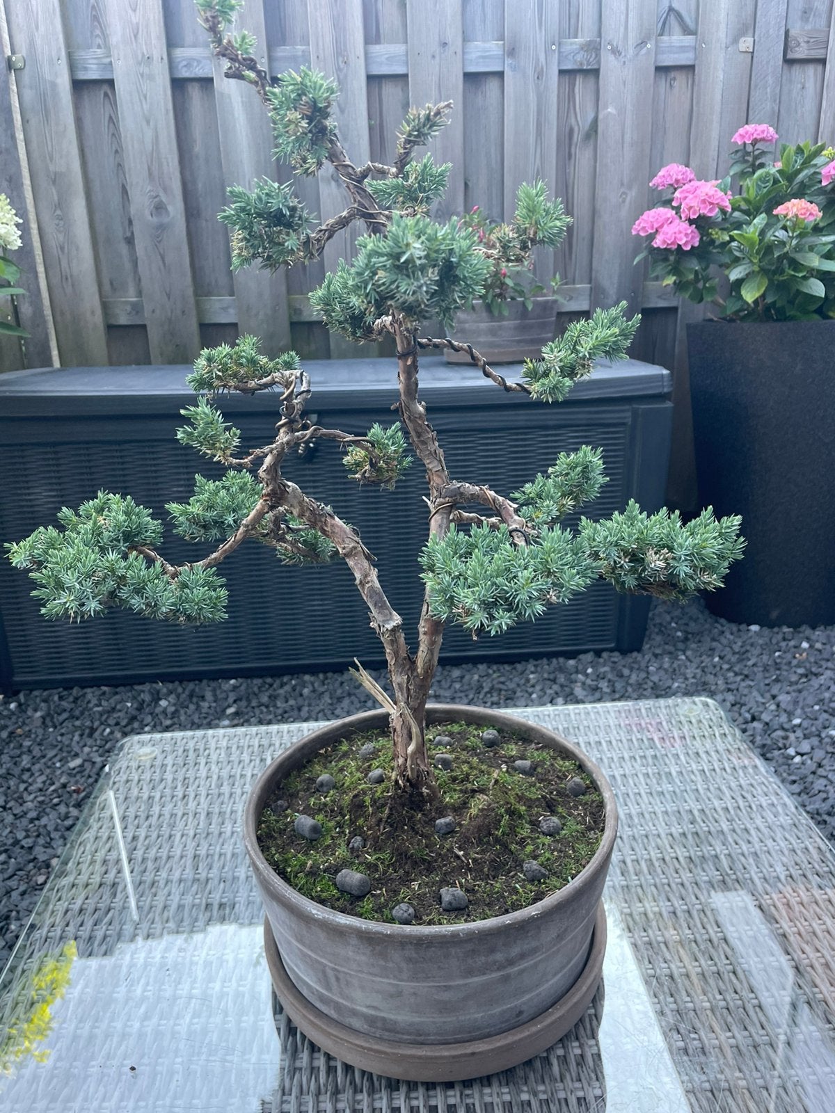 Grote Bonsai, Bloeit niet, Halfschaduw, Minder dan 100 cm, Overige soorten
