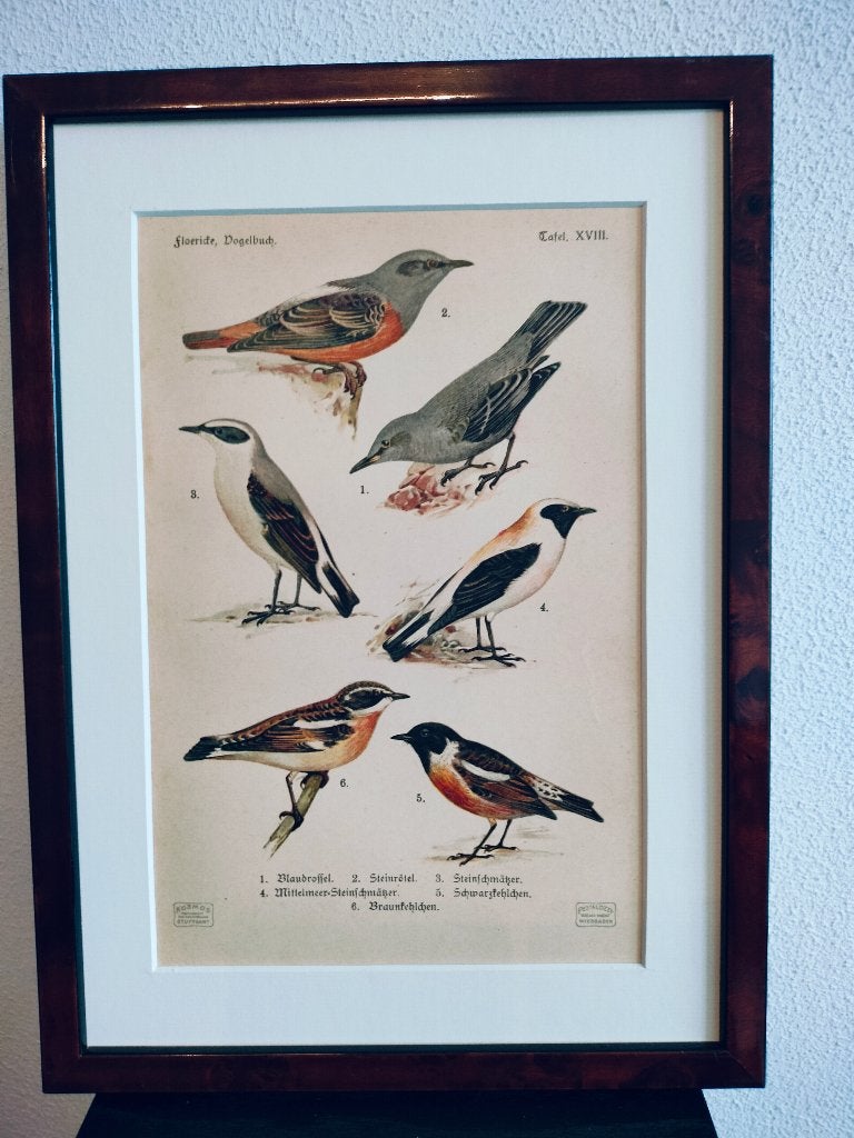 Litho Floericke Wielewaal Tapuit Paapje Rotslijster 1922, Ophalen of Verzenden