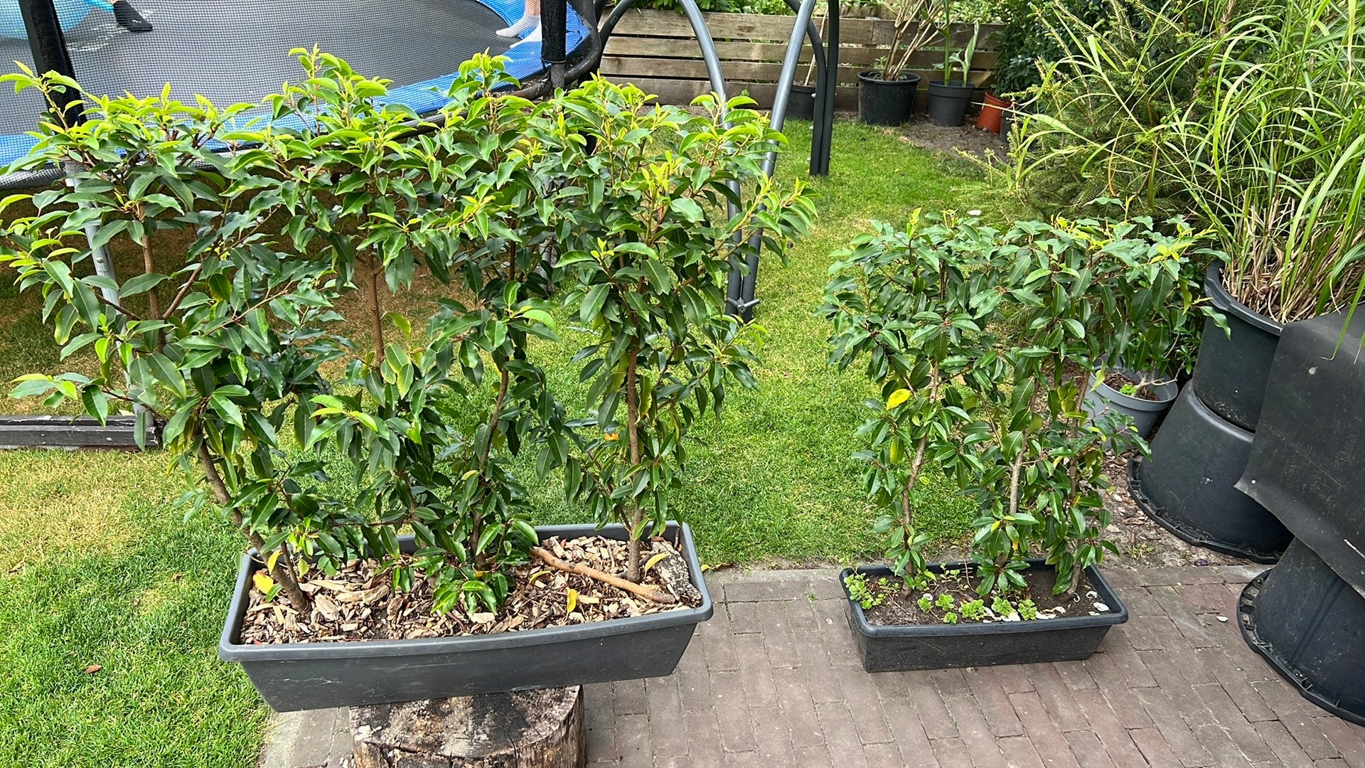 2x kant en klare heg portugese laurier, Tuin en Terras, Planten | Struiken en Hagen, Ophalen, Laurier, 100 tot 250 cm