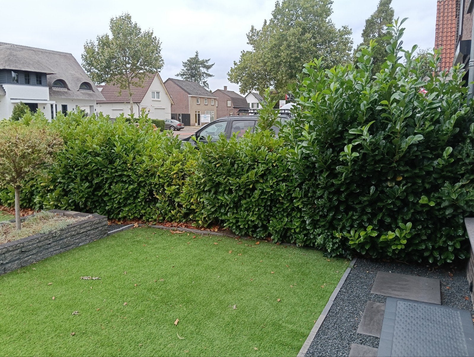 laurier haag, Tuin en Terras, Ophalen, Laurier, 100 tot 250 cm