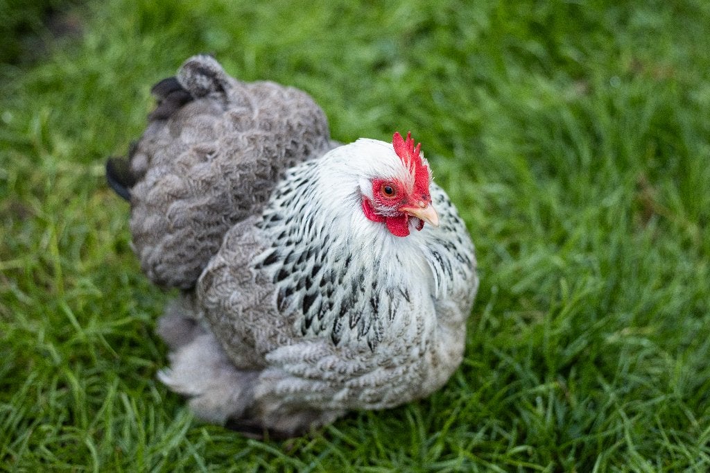 Cochin kriel kippen | Rustige en vriendelijke kippen, Dieren en Toebehoren, Vrouwelijk, Kip