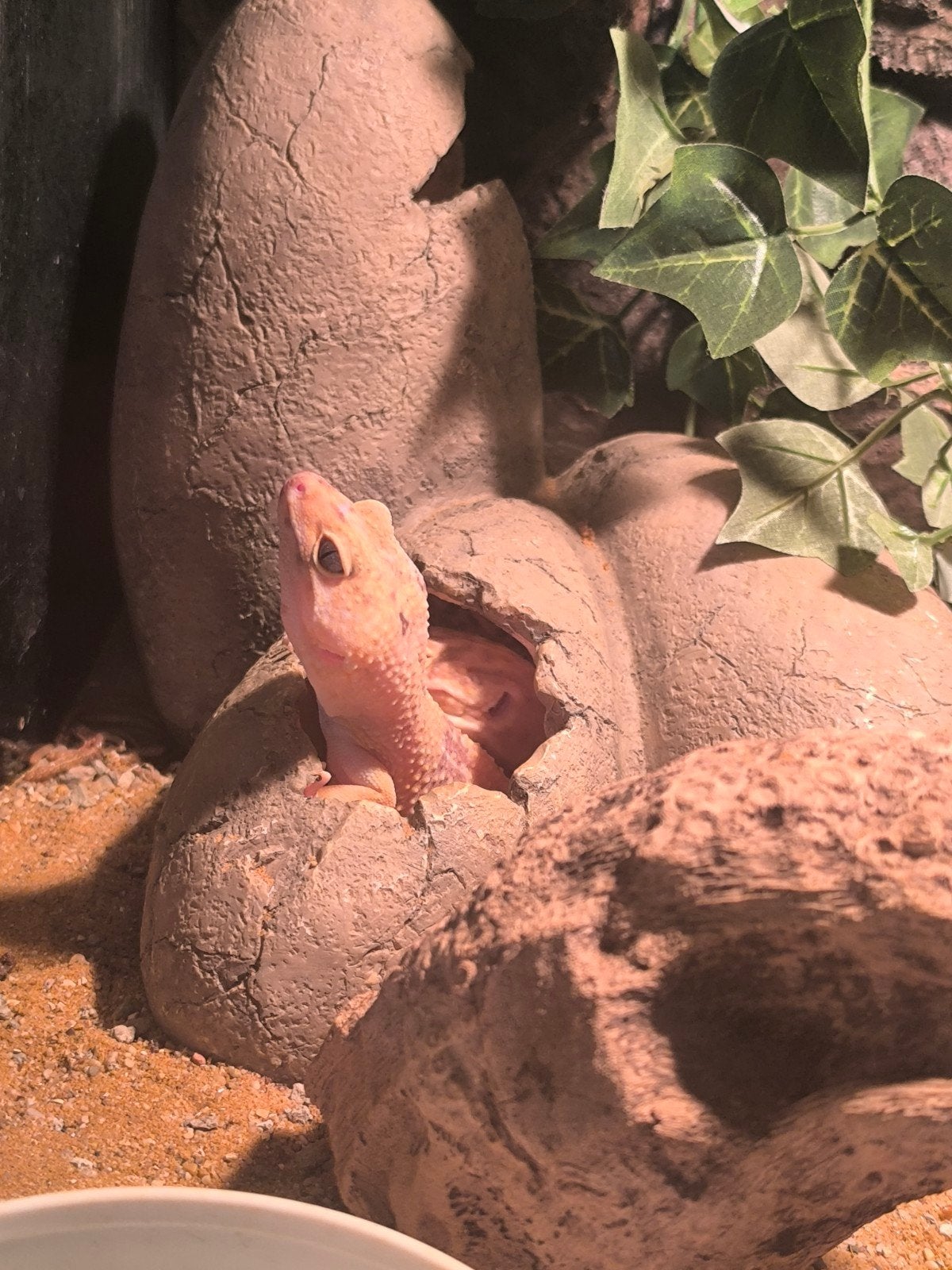 Vier luipaardgekko's, Dieren en Toebehoren, Reptielen en Amfibieën, Hagedis, Tam, 3 tot 6 jaar