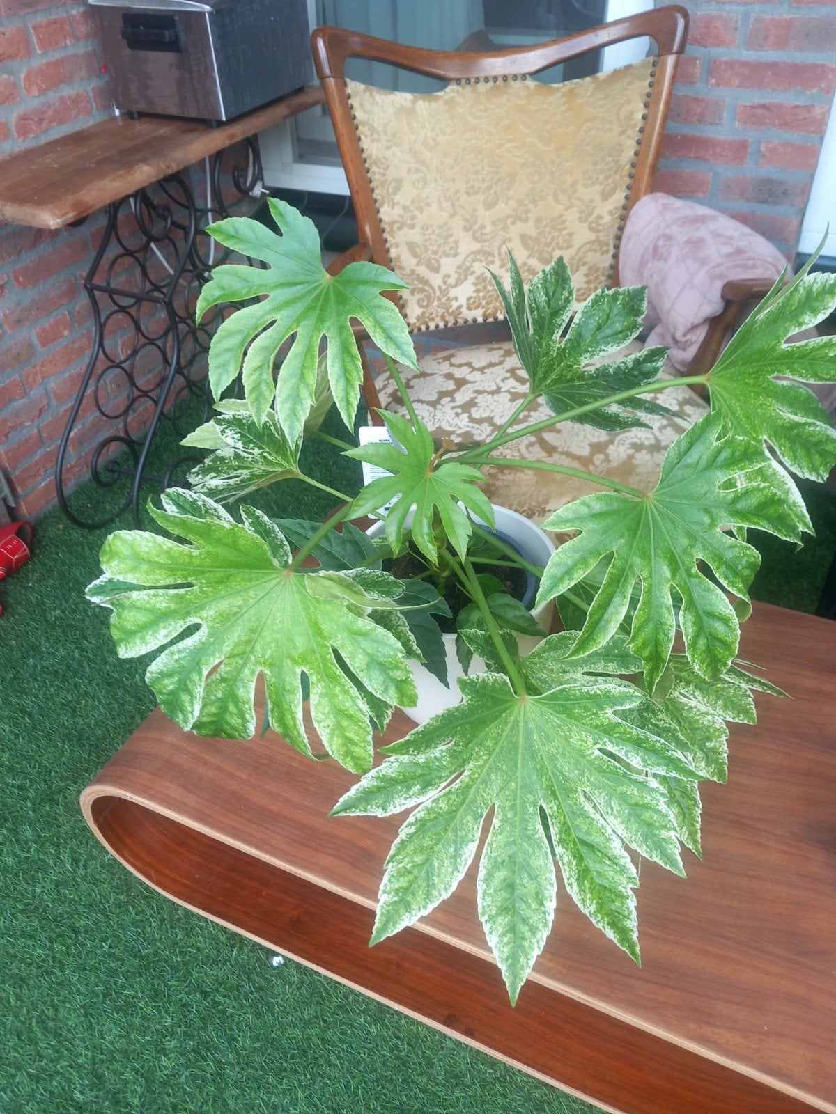 Fatsia Spider kamerplant met bloempot, Ophalen, Overige soorten, Halfschaduw, In pot