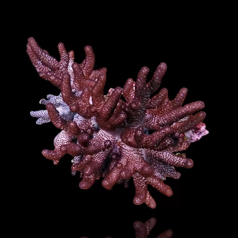 Colt leder koraal, Dieren en Toebehoren, Vissen | Aquariumvissen, Vis, Zoutwatervis, Schoolvis