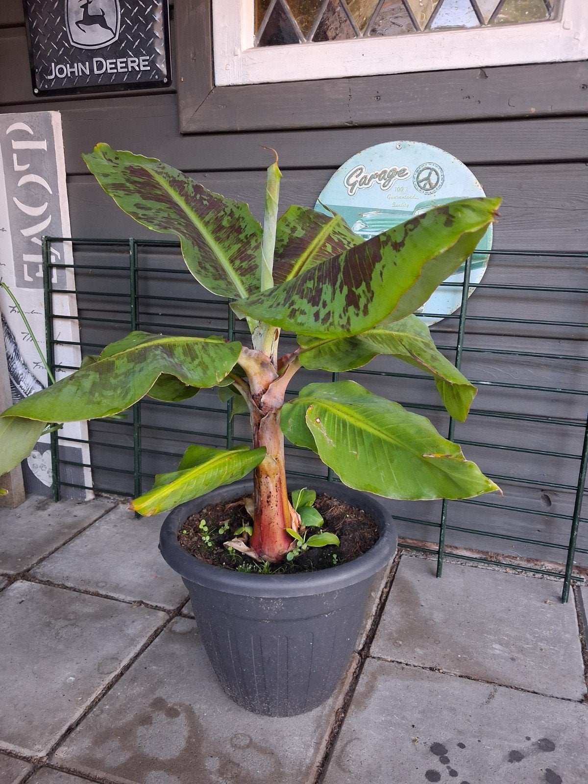 Musa Dwarf  Cavendish, Ophalen, Overige soorten, Volle zon