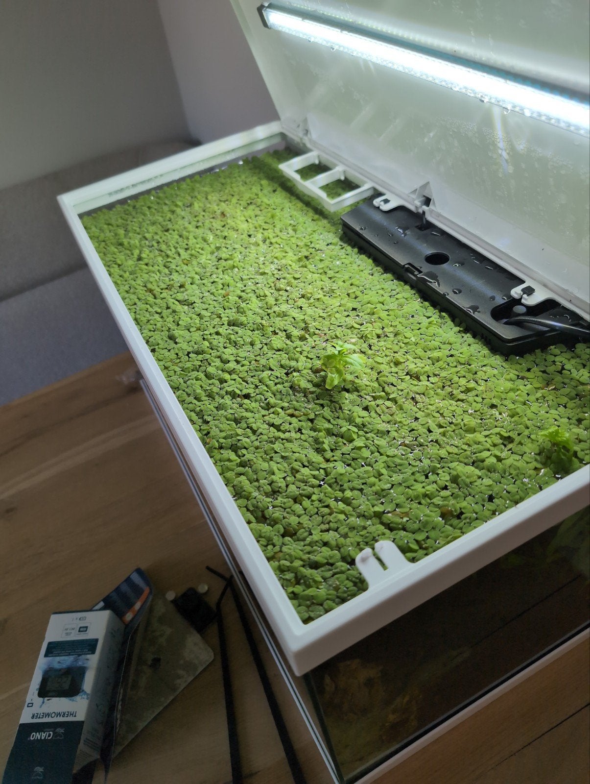 Salvinia drijfplanten, Dieren en Toebehoren, Vissen | Aquaria en Toebehoren, Ophalen of Verzenden, Nieuw, Plant(en), Steen of Hout