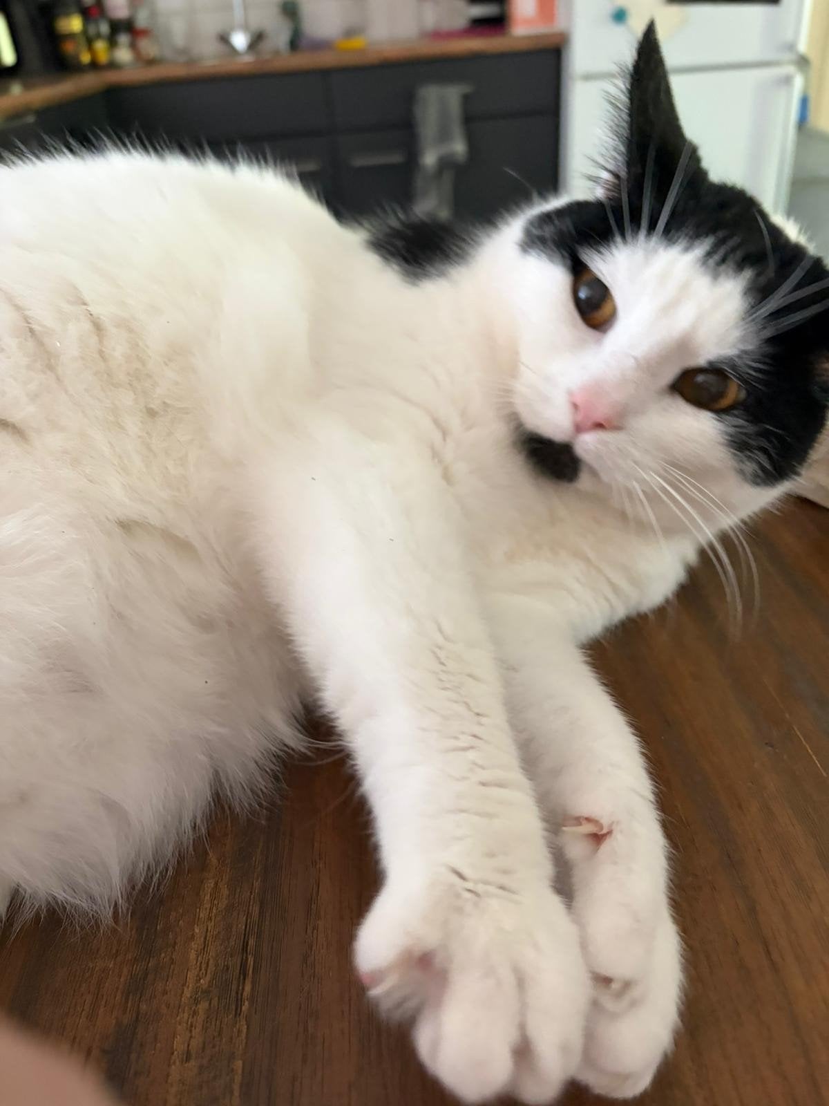 Europese korthaar zoekt fijn en rustig huisje, Kater, Kortharig, 6 jaar of ouder