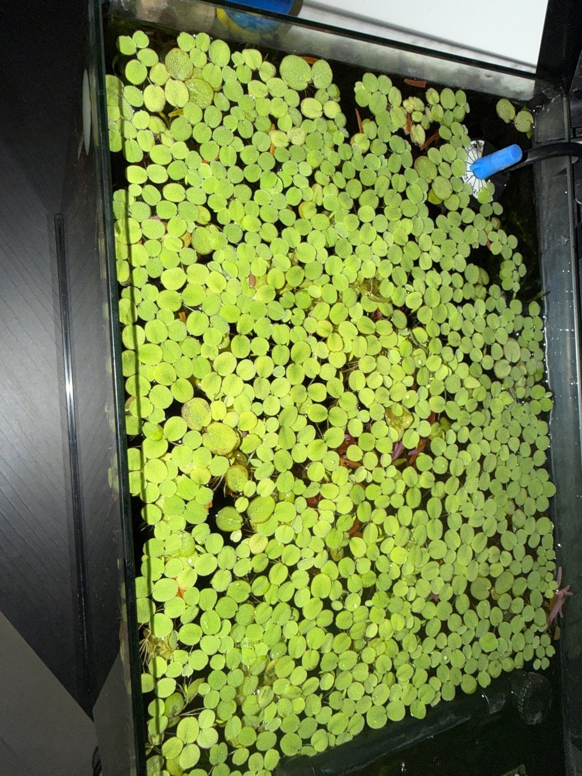 Drijfplantjes, Dieren en Toebehoren, Ophalen, Nieuw, Plant(en), Steen of Hout