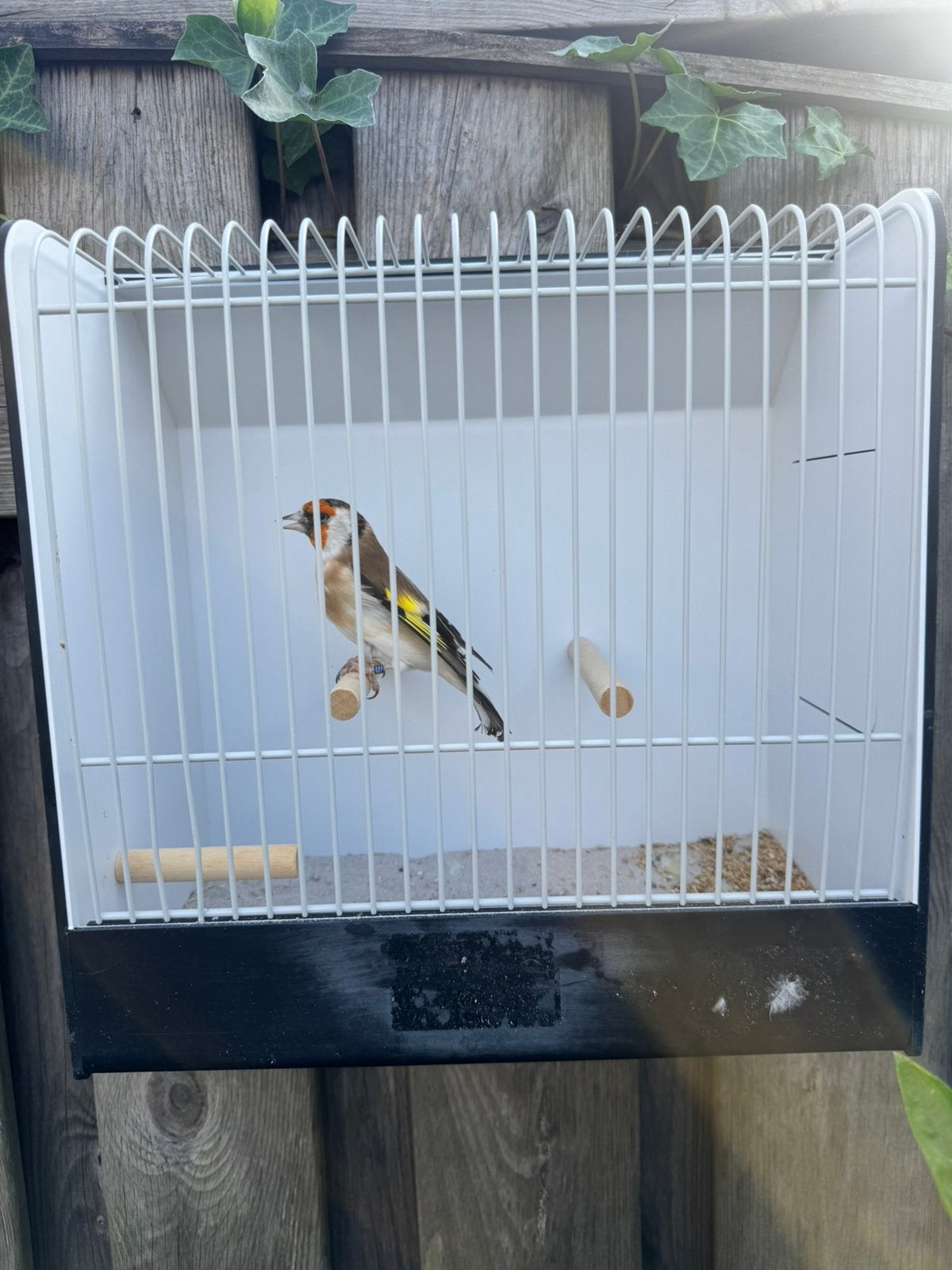 Majoor putter, Dieren en Toebehoren, Vrouwelijk, Wildzangvogel