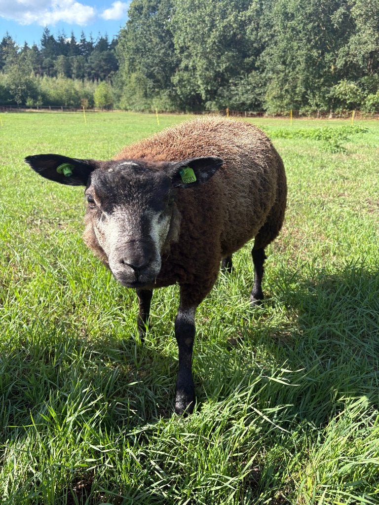 Blauwe Texelaar Rammen, Mannelijk, Schaap, 0 tot 2 jaar