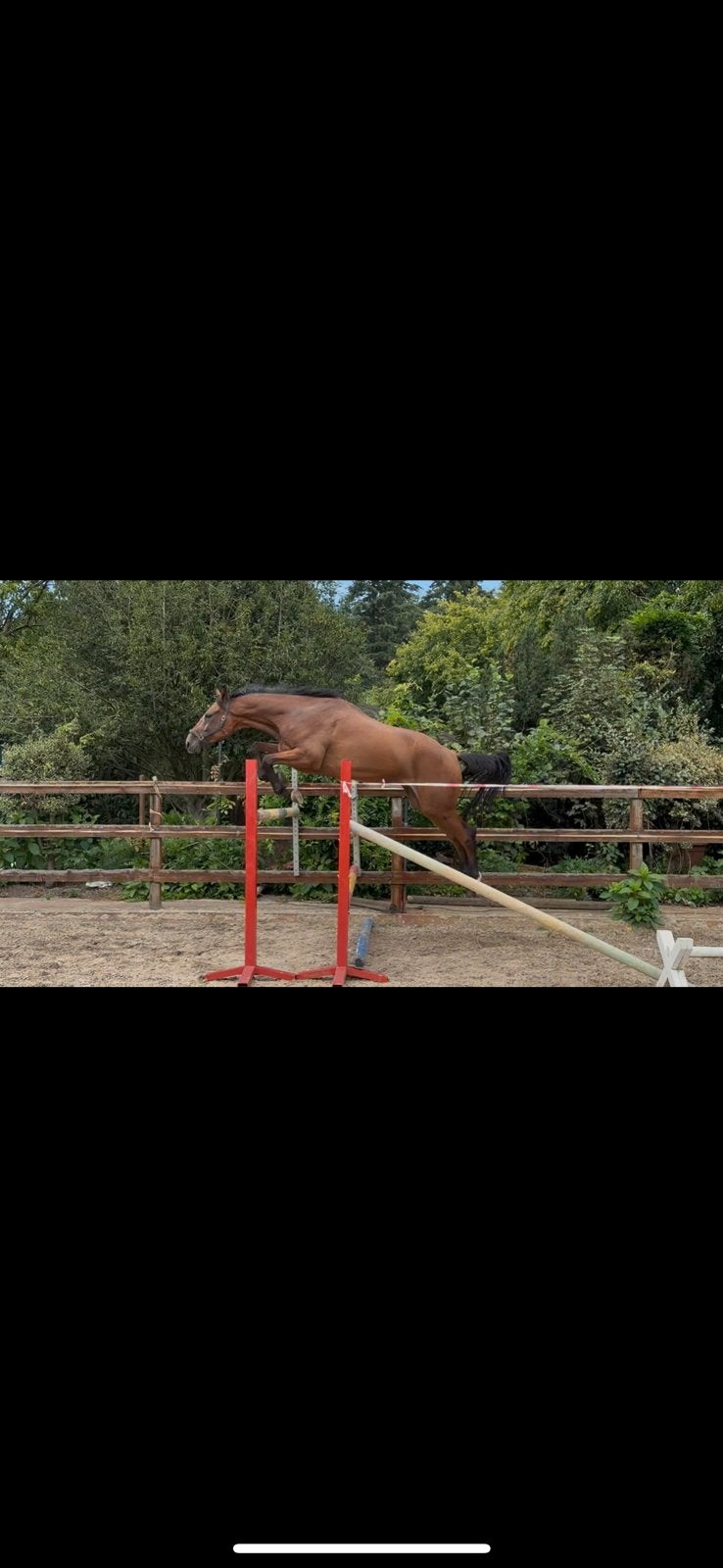 3-jarige ruin Opus One JDV x Vittorio, Springpaard, Ruin, Onbeleerd, 170 tot 175 cm