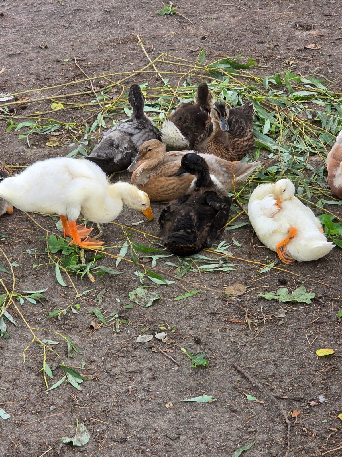 jonge loopeendjes en kaapse eenden, Dieren en Toebehoren, Pluimvee, Meerdere dieren, Eend