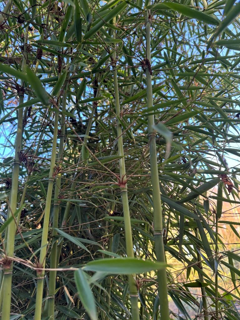 Bamboe, Tuin en Terras, Planten | Tuinplanten, Vaste plant, Bloeit niet, Halfschaduw, Ophalen