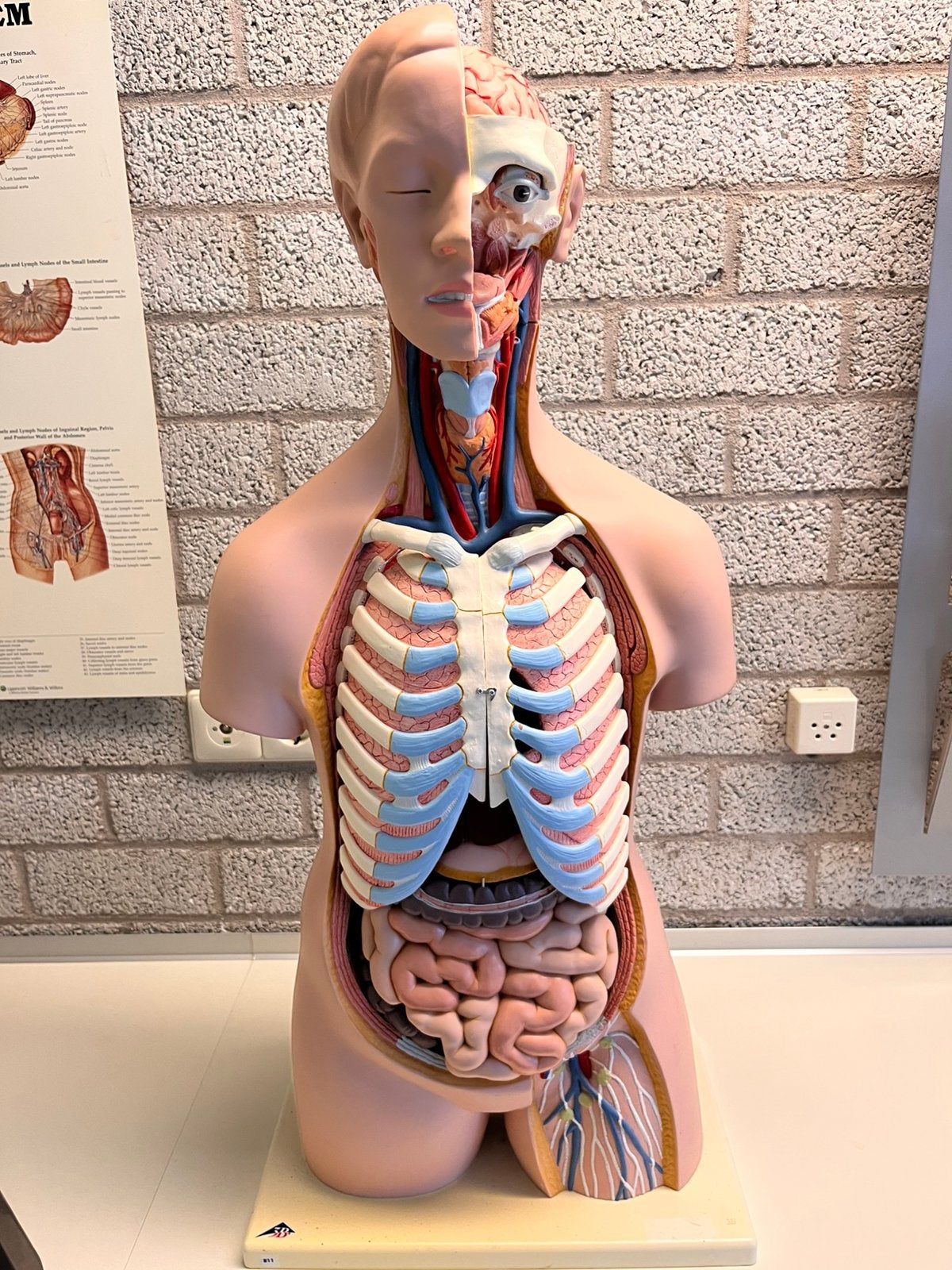 Torso anatomisch model, Ophalen, Zo goed als nieuw