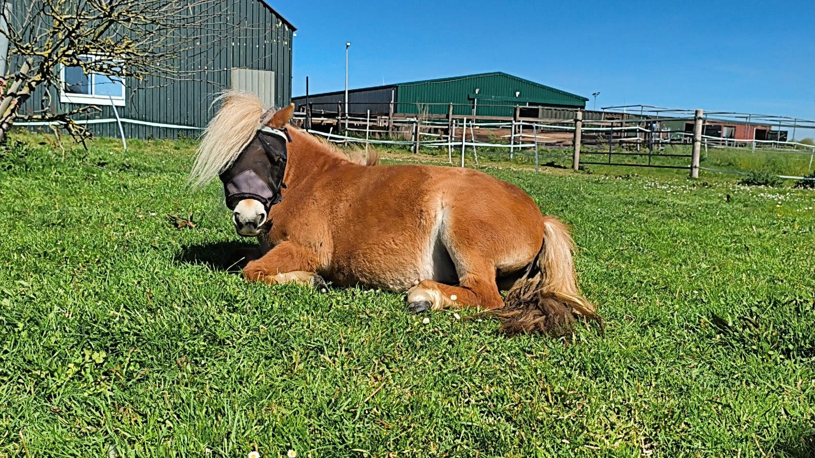 2 lieve shet merries te koop, Dieren en Toebehoren, Pony's, Merrie, Onbeleerd, A pony (tot 1.17m), Recreatiepony, 3 tot 6 jaar