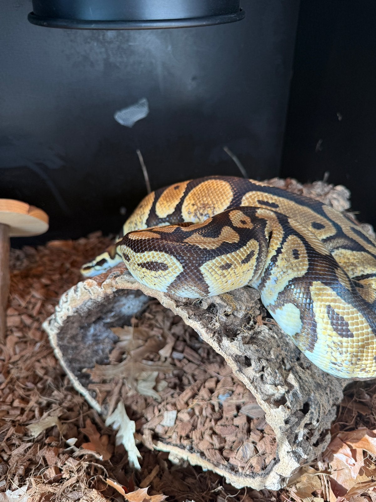 Betonplexterrarium met Koningspython (Python regius) Ball Python - female for sale from Ria