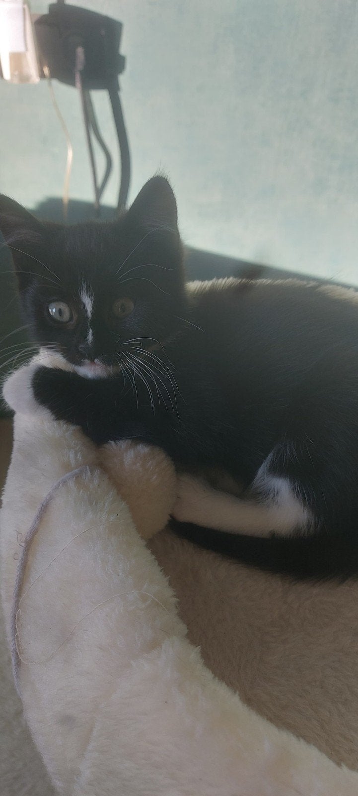 2 kittens zoeken goed tehuis, Kater, Kortharig, 0 tot 2 jaar