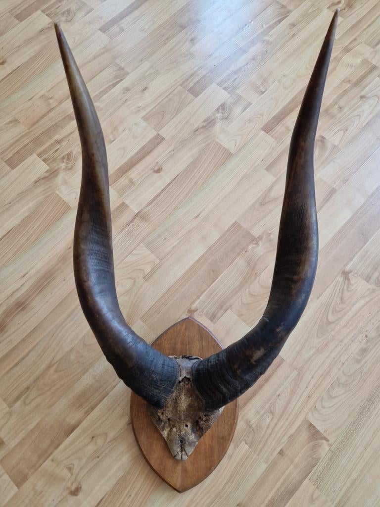 Prachtige hoorns op schedel, Ophalen, Schedel