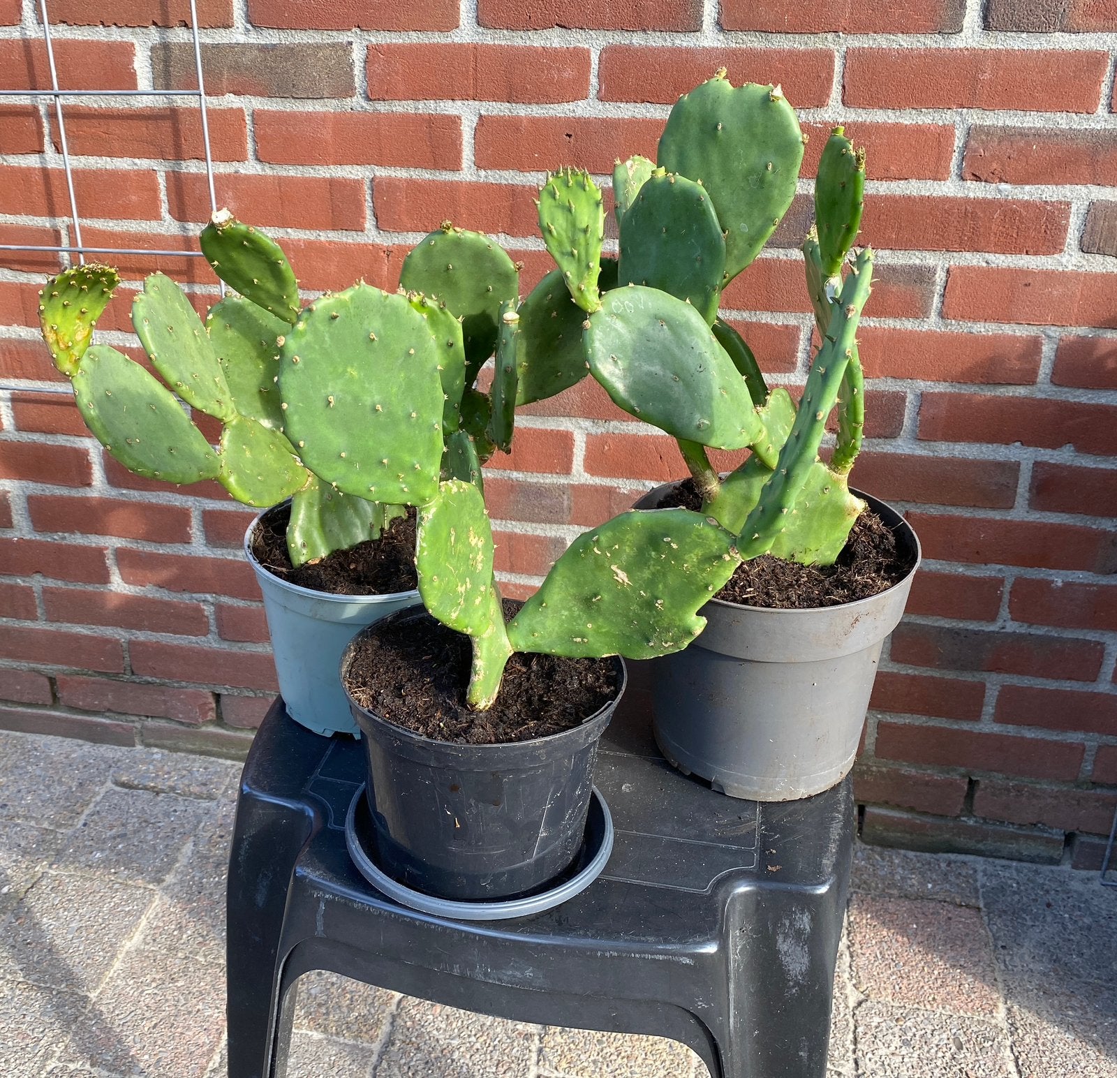 Schitterende cactussen € 10 p/st (Heerenveen), Ophalen, Overige soorten, Volle zon