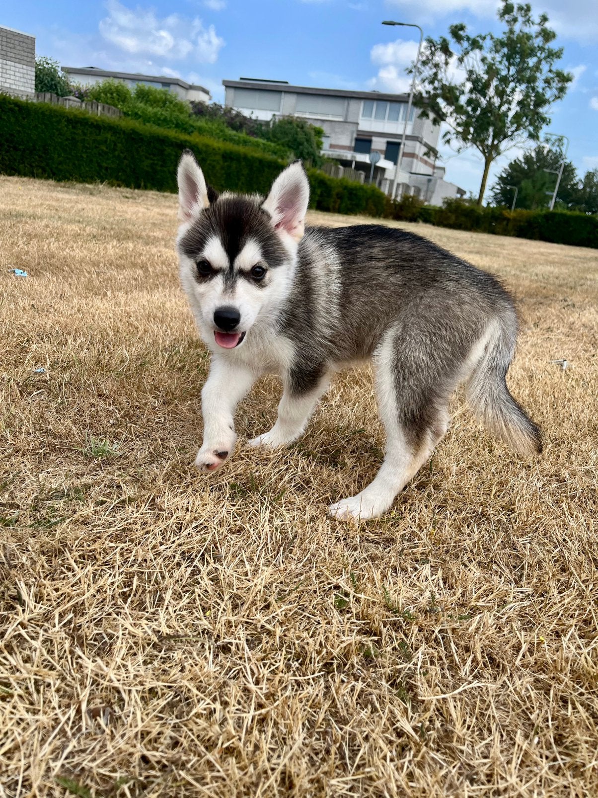 Pomsky pups, Overige rassen, 8 tot 15 weken, Parvo, Meerdere