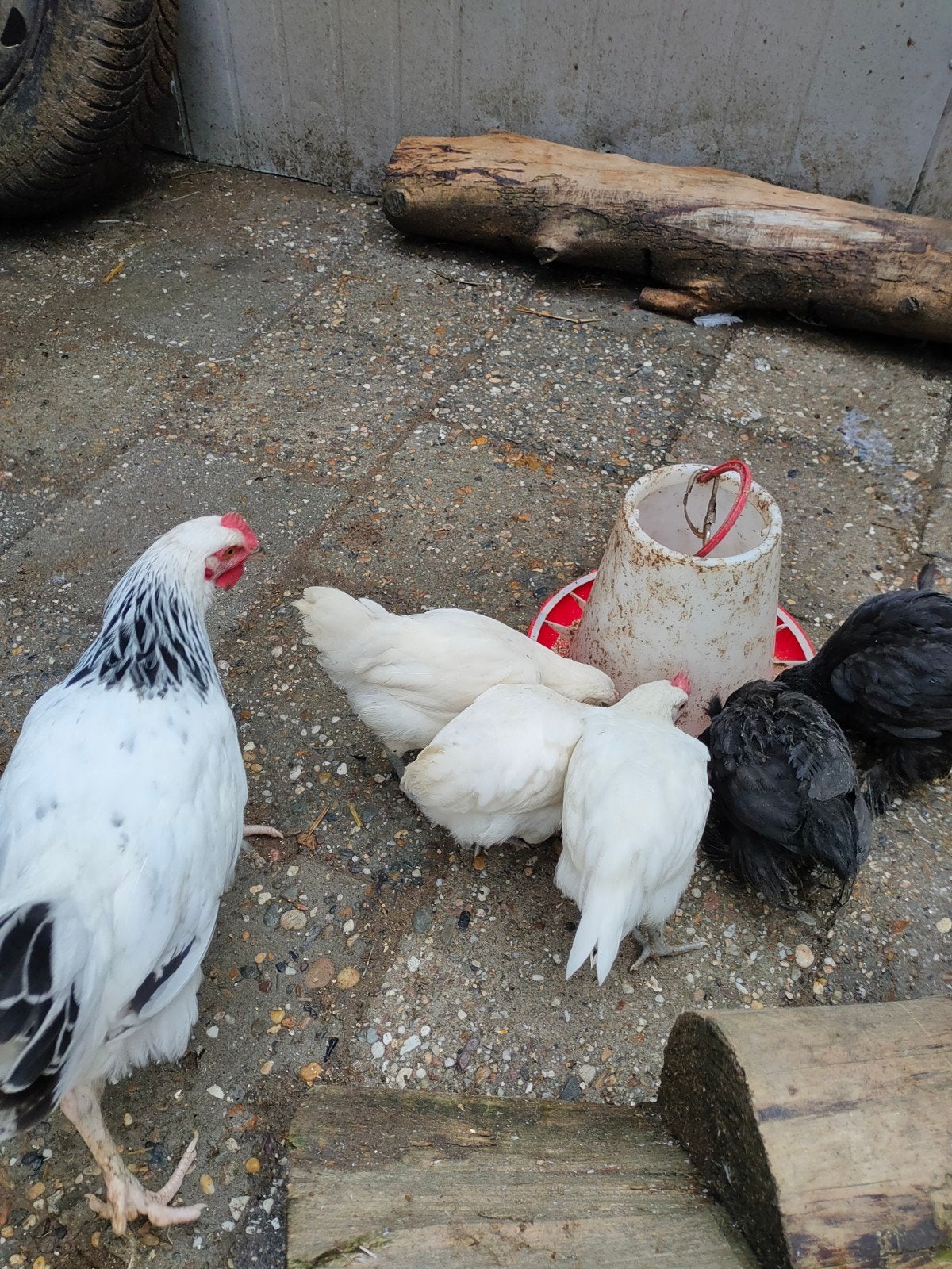 Poule de bresse kuikens ca 4 weken, Dieren en Toebehoren