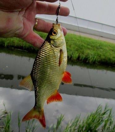 Deel 5) 2 sets van elk 4 stuks Forel-Ruisvoorn-Baarsspinners, Ophalen, Nieuw, Complete set