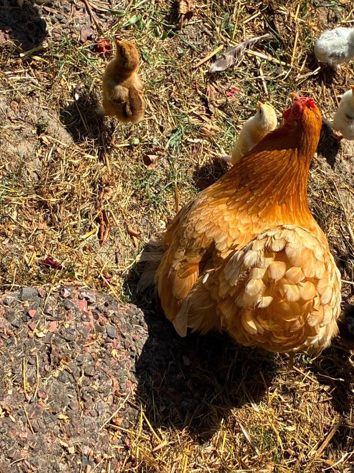 Cochin kip met 8 kuikens, Meerdere dieren, Kip