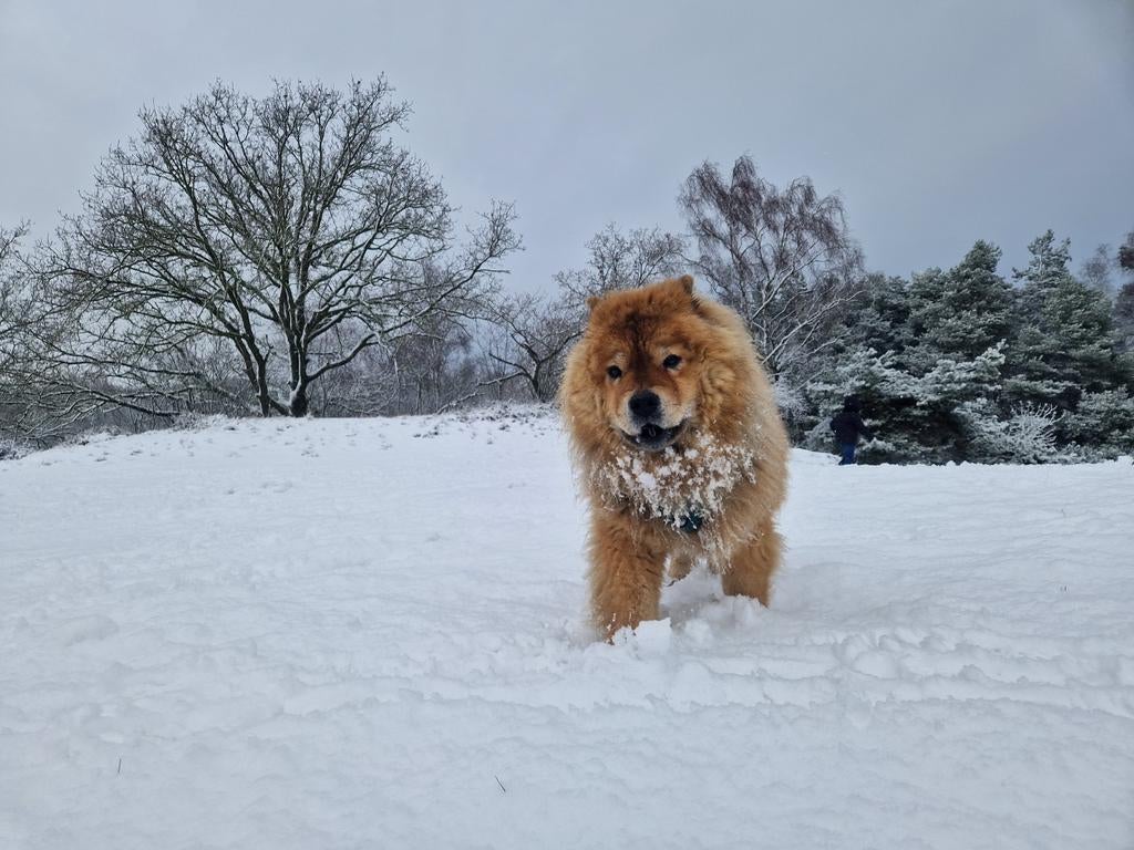 Betrouwbare liefdevolle honden oppas, Ophalen of Verzenden