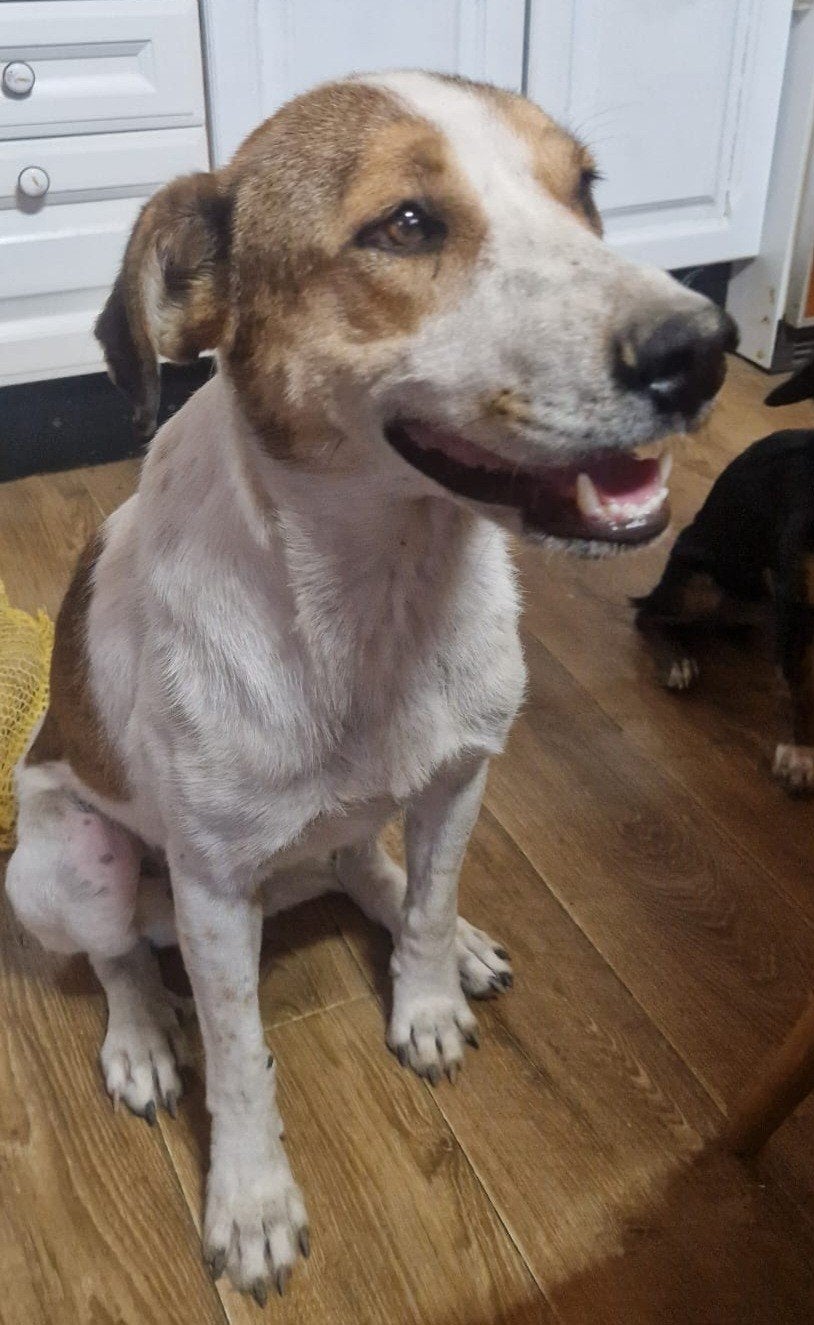 Brody zoekt baasje, Dieren en Toebehoren, Honden | Niet-rashonden, Particulier, Reu, Buitenland, Parvo