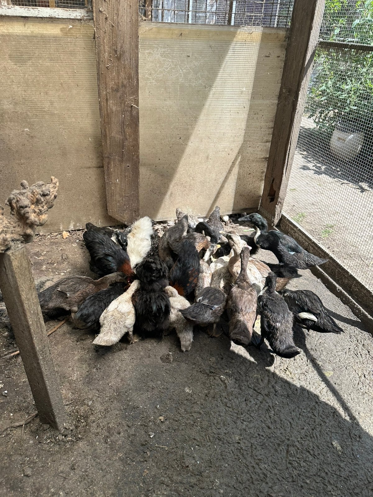 Eendjes en kippen, Dieren en Toebehoren, Pluimvee, Meerdere dieren