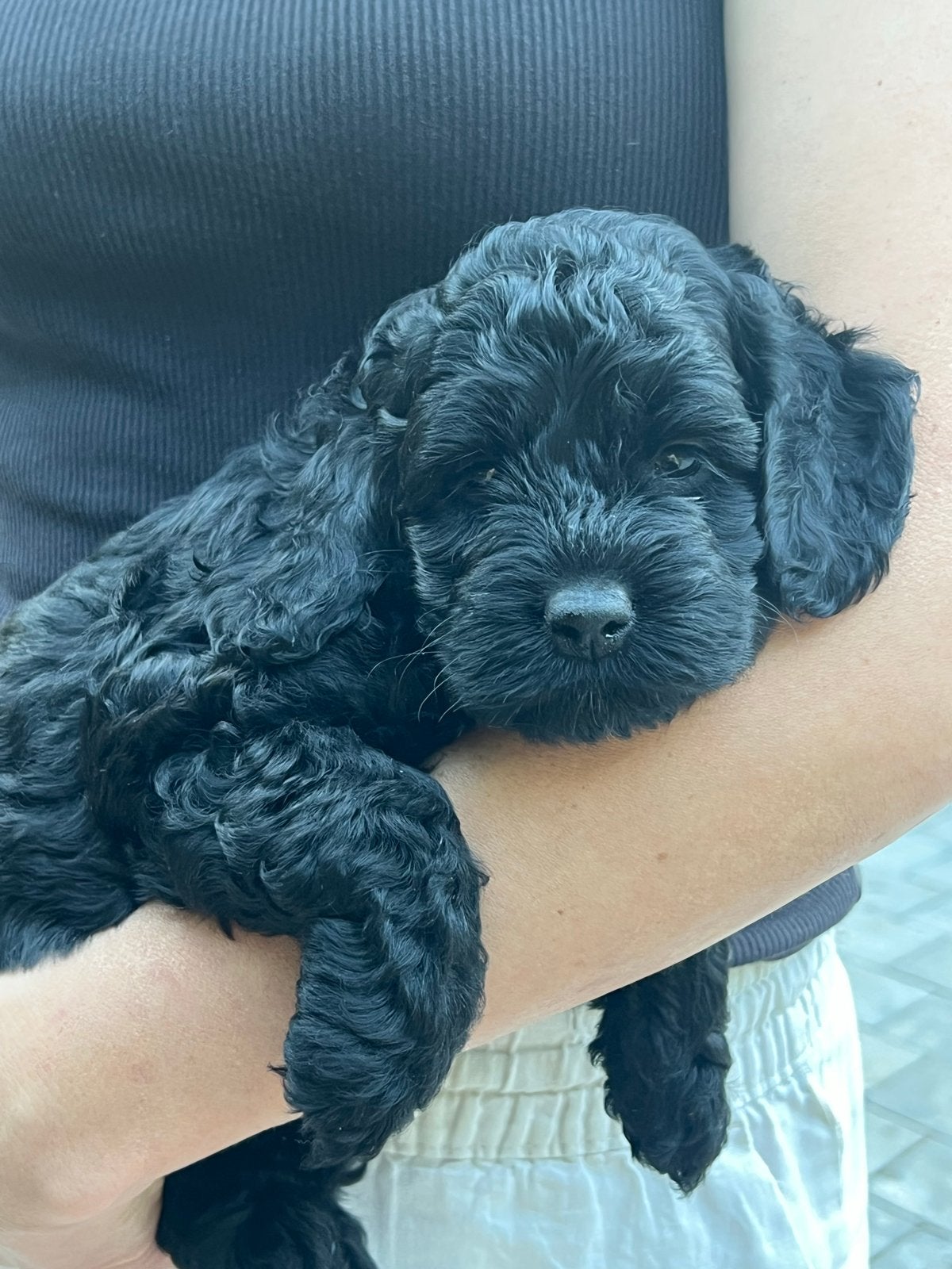 F1 Cockapoo Pups Amerikaanse Cockerspaniël/Poedel pups, Poedel, Parvo, 8 tot 15 weken, Meerdere