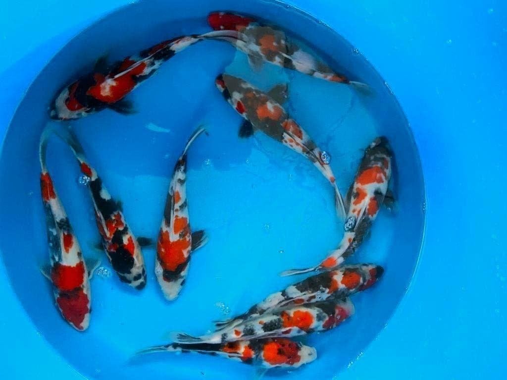 Japankoi in Dalen, 500 jonge Japankoi Nisa, 25 tot 50cm, Karper of Koi