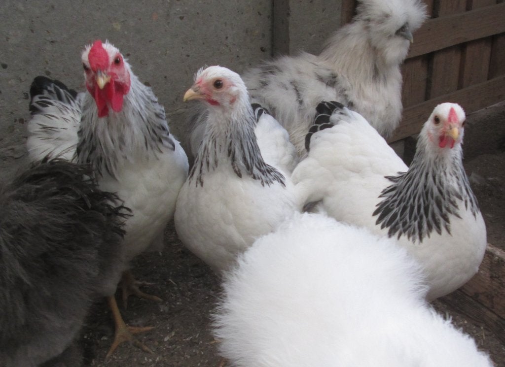 wyandotte krielen, Dieren en Toebehoren, Pluimvee, Meerdere dieren, Kip