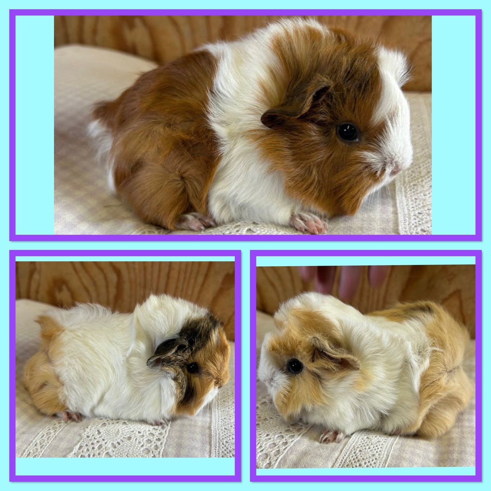 Drie jonge cavia mannetjes ( peruvian x borstel), Mei, Mannelijk, Cavia