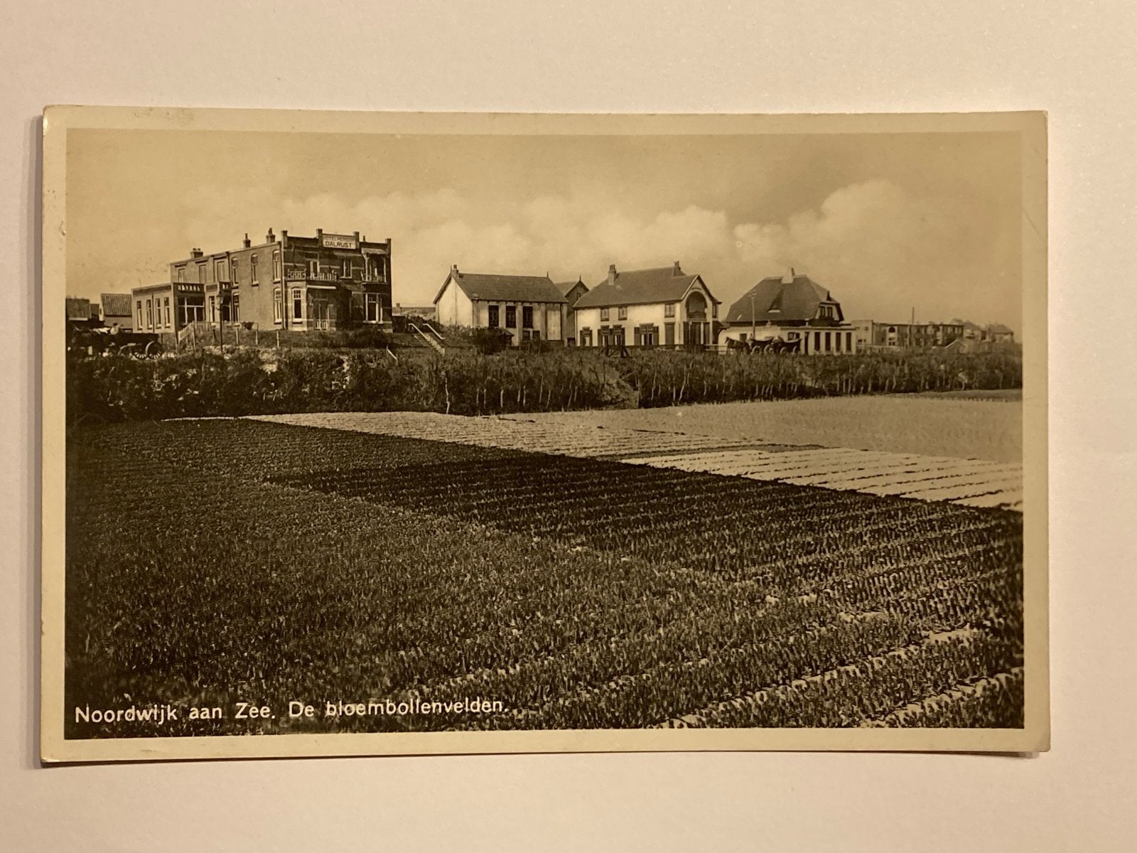 Oude Ansichtkaart Noordwijk aan Zee - Bloembollenvelden, Verzenden, 1920 tot 1940, Gelopen, Zuid-Holland