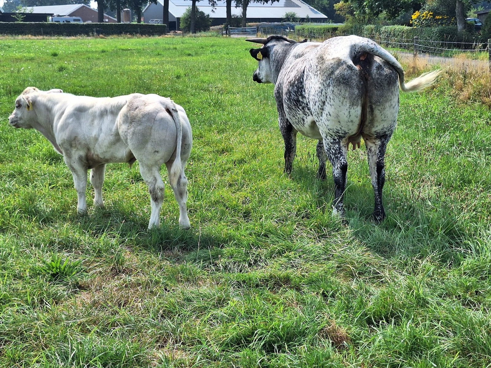 Dikbil Vaars met Stierkalf, Dieren en Toebehoren, Meerdere dieren