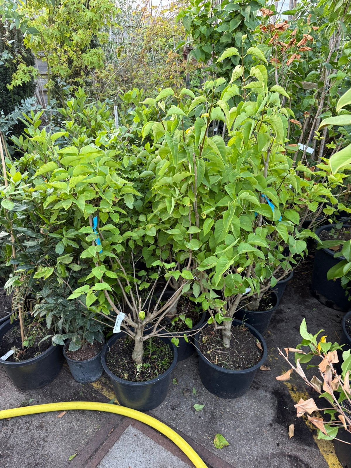 Seringe planten partijtje 10 stuks dikke vertakt stunt, Ophalen, Overige soorten, Minder dan 100 cm