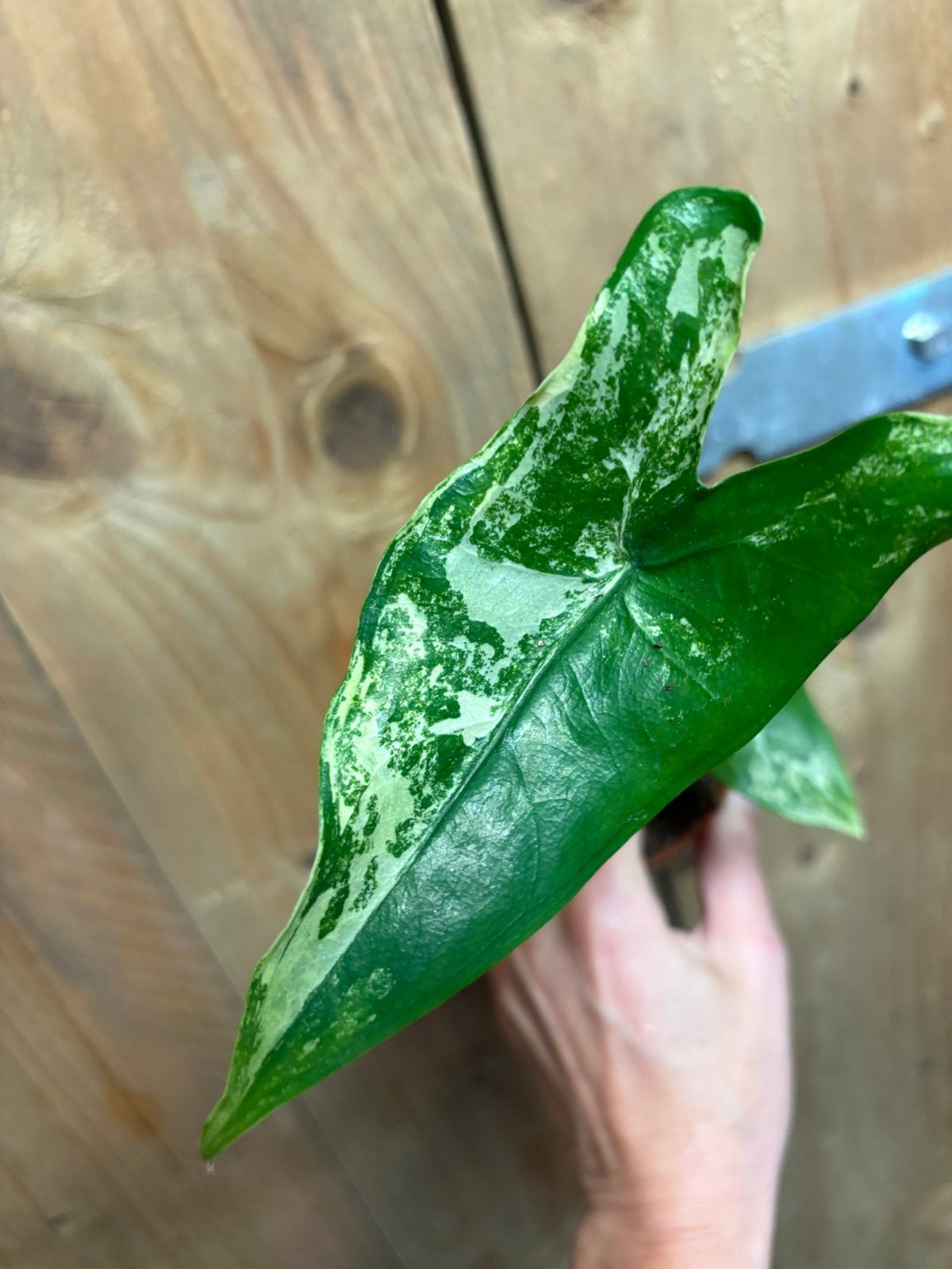 Alocasia tigrina superba variegata plant albo green tricolor, Ophalen of Verzenden, Halfschaduw, Minder dan 100 cm