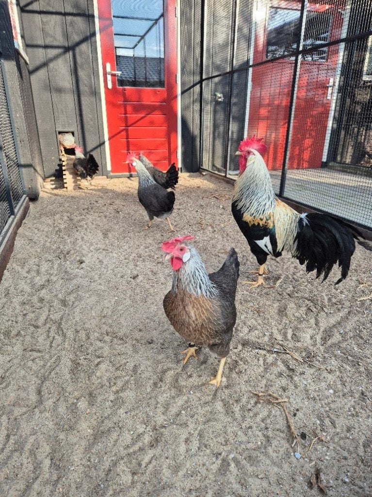 Broedeieren Ned. Leghorn Zilverpatrijs groot, Dieren en Toebehoren, Geslacht onbekend, Kip