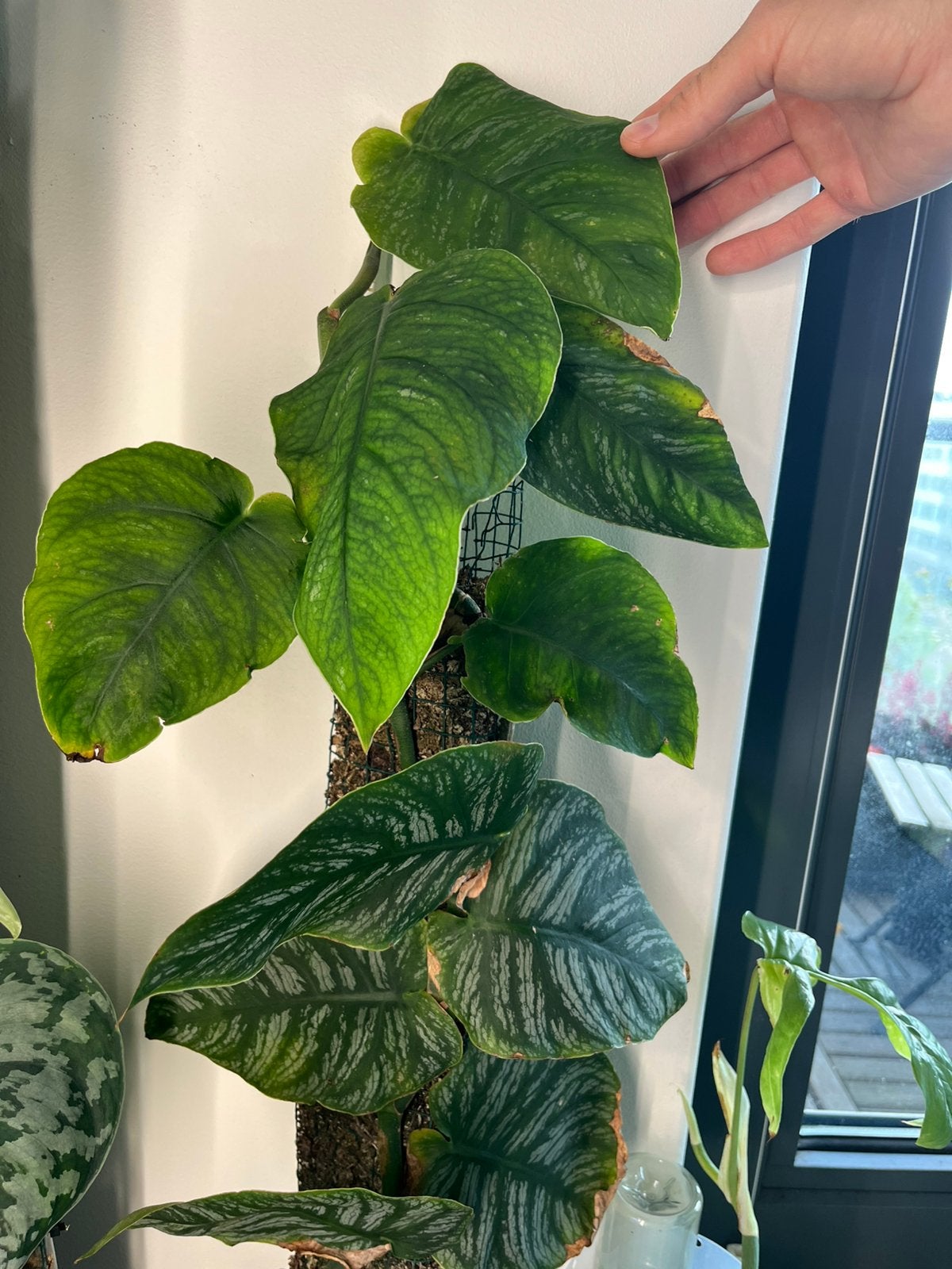 Monstera dubia op spagnum mos paal, Ophalen, Halfschaduw, Minder dan 100 cm