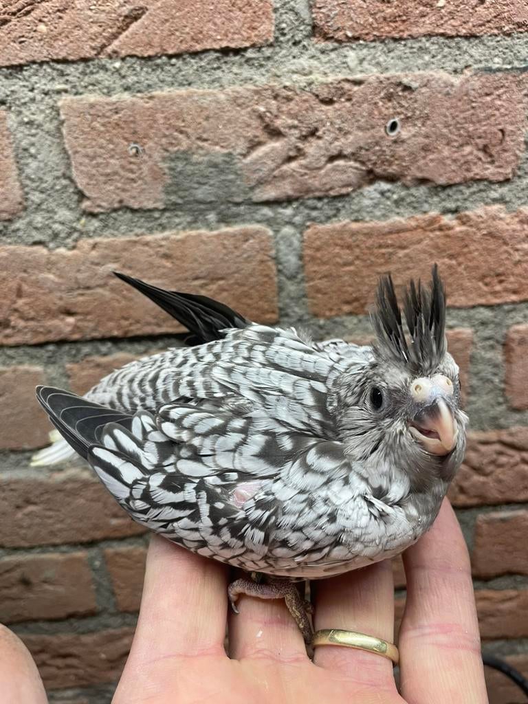 Valkparkiet voor tam maken, Dieren en Toebehoren, Vogels | Parkieten en Papegaaien, Meerdere dieren, Parkiet, Geringd