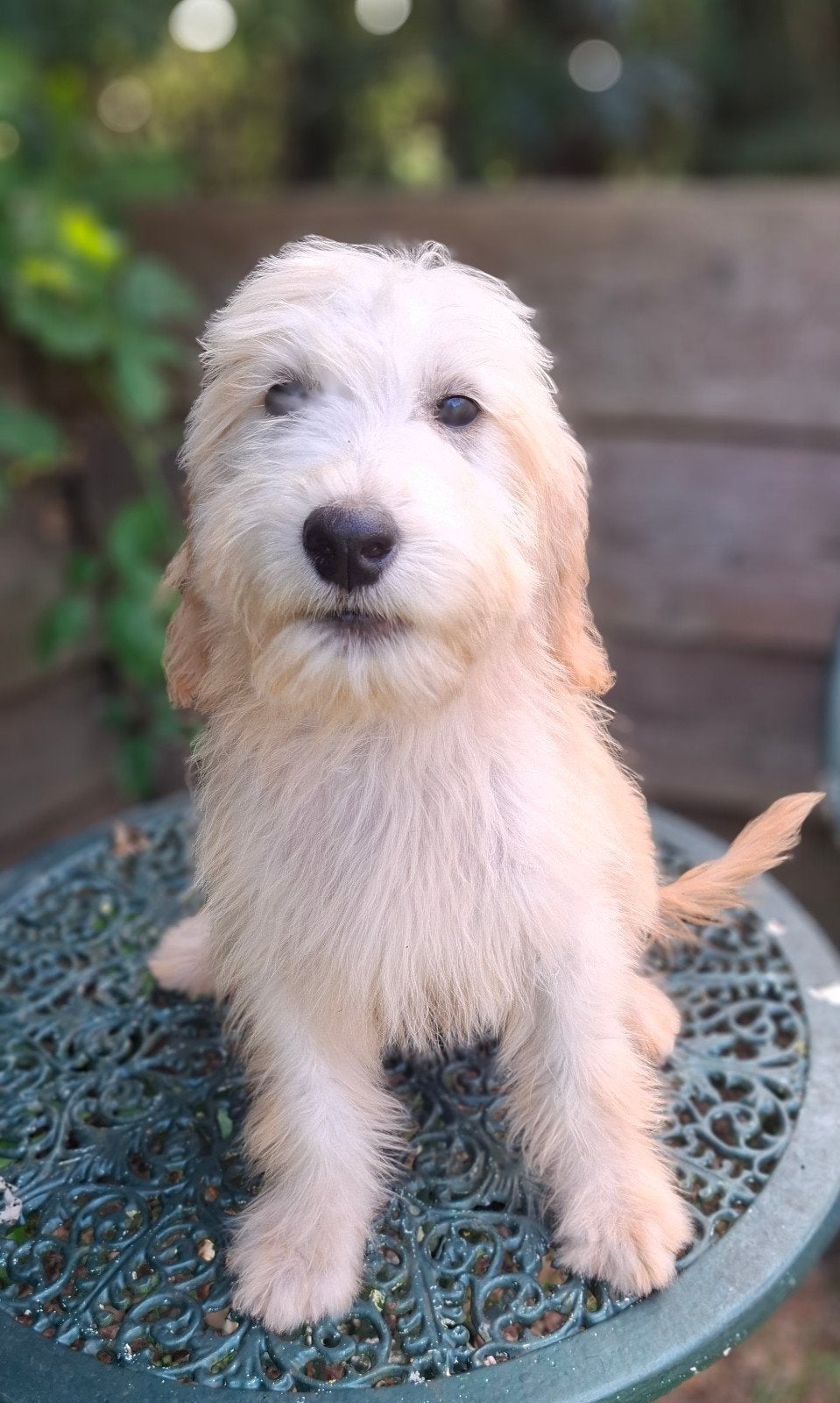 Prachtige Golden doodle pupjes uit gezond geteste ouders️, Parvo, Overige rassen, 8 tot 15 weken, Meerdere