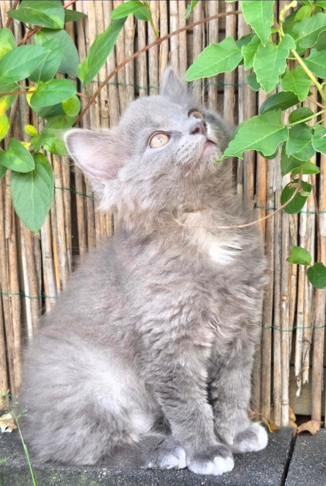 3 Super lieve ragdoll kittens, Poes, Ontwormd, 0 tot 2 jaar