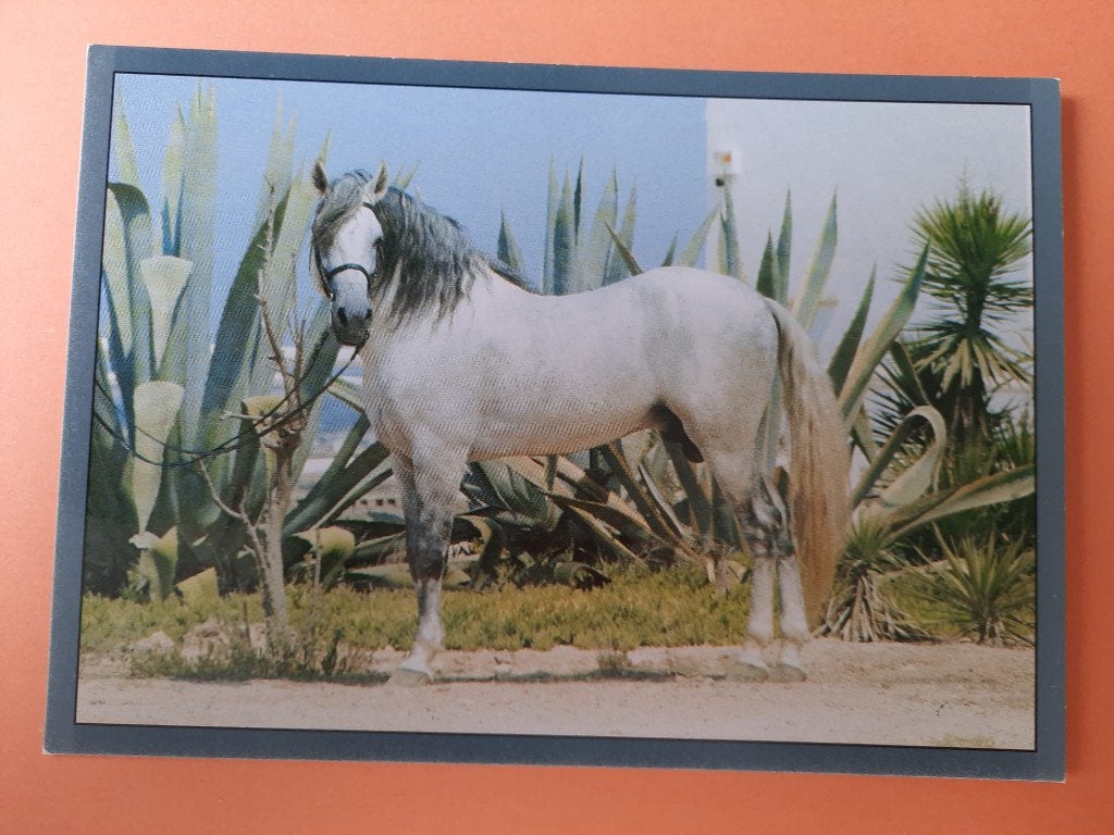 ansichtkaart paard veulen, Verzamelen, Ansichtkaarten | Dieren, Ophalen, 1980 tot heden, Ongelopen, Paard